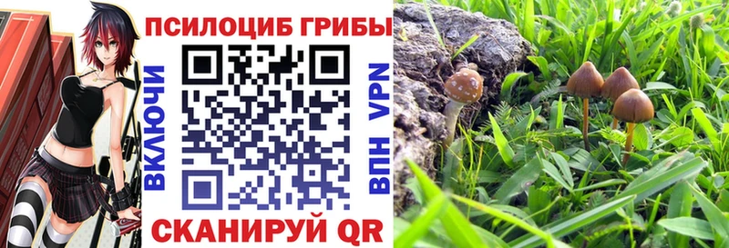 Псилоцибиновые грибы Cubensis Надым